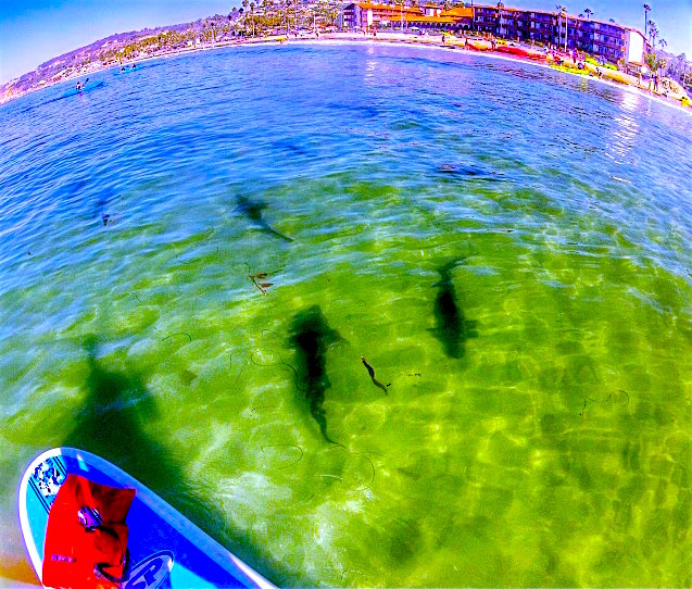 stand-up-paddle-board-with-leopard-sharks | Kayak and Snorkel the Seven ...